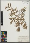 Foto von Salix arbusculoides Andersson
